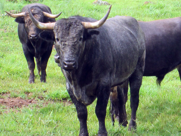 No. 257, c�rdeno claro, cornal�n