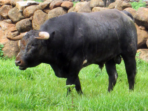 No. 715, negro, cornidalentero