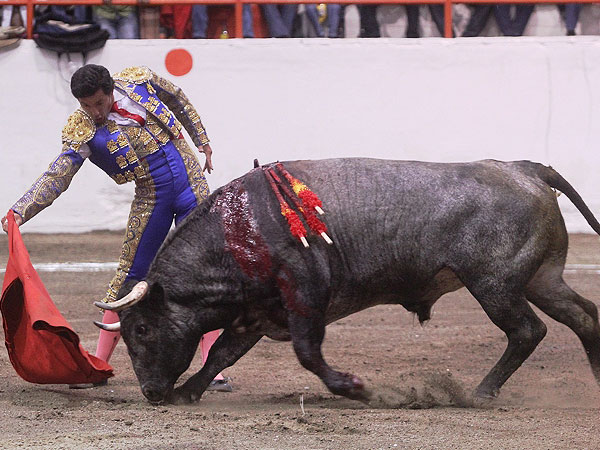 Consintiendo al Toro