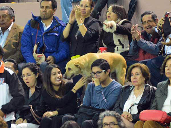 Se col� al tendido