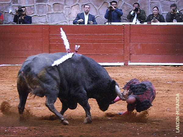 Pieza dental y dos costillas