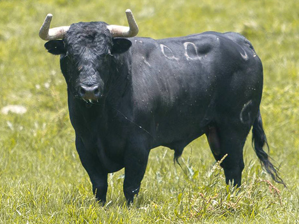 No. 44, de Jos� Juli�n Llaguno