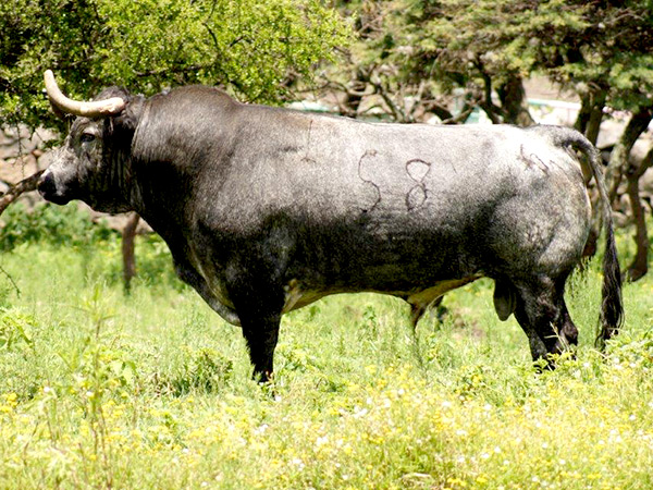 No. 58, de Los Encinos