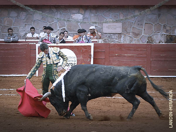 Ejemplar de gran alzada