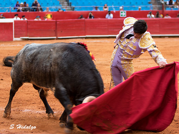 Con solo cinco novilladas