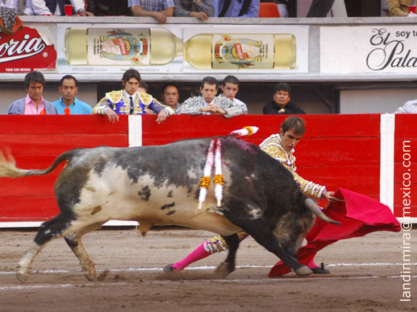 Sometiendo al ejemplar