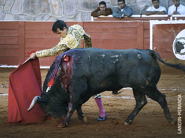 Un toro con transmisi�n