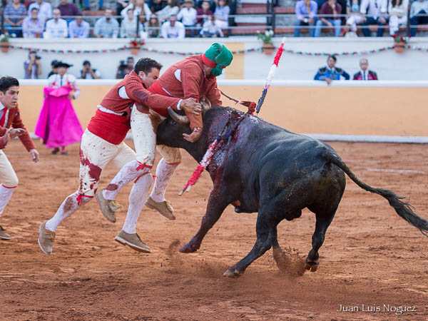 Los Forcados de Juriquilla