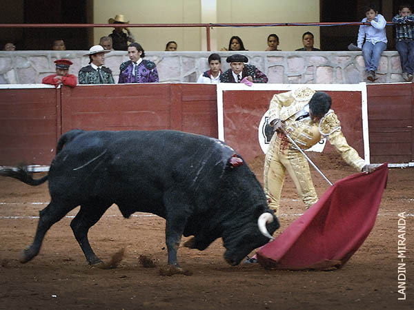 Toro noble de la divisa potosina