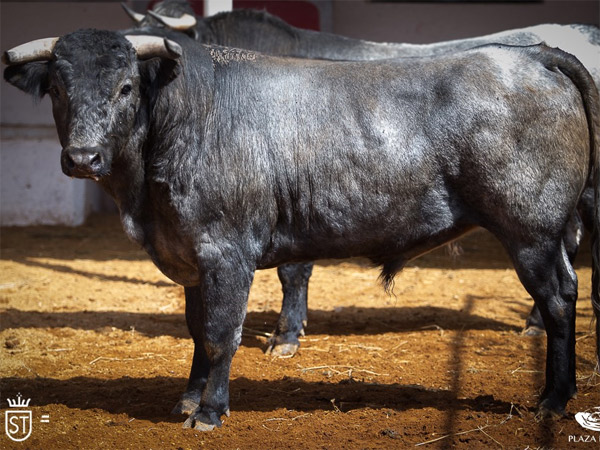 No. 130 (Santo Tom�s)