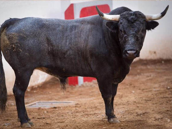 Novillo No. 60