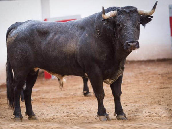 Novillo No. 41