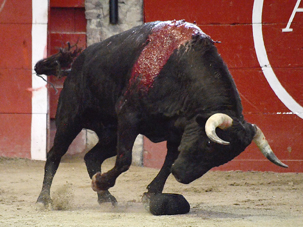 Encelado con la montera