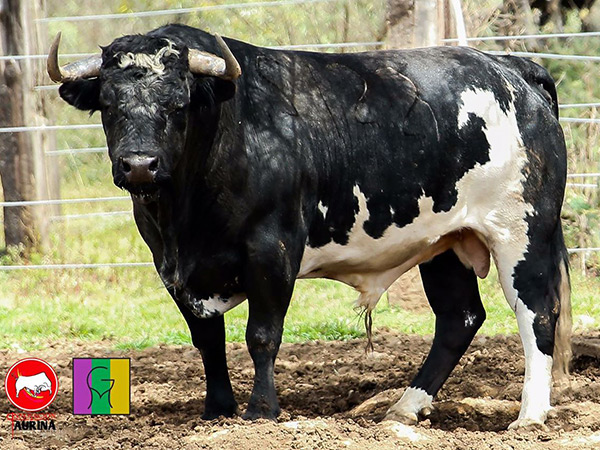 No. 122, berrendo en negro