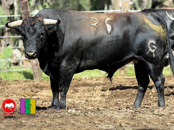 No. 36, negro tostado