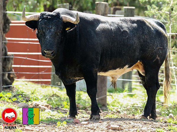 No. 16, c�rdeno oscuro bragado