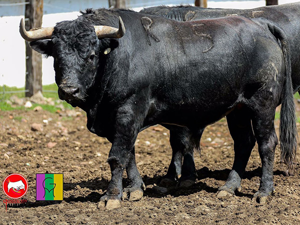 No. 15, negro mulato