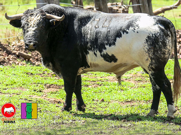 No. 174, berrendo en c�rdeno