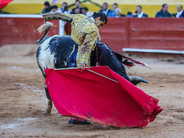 Tirando del berrendo