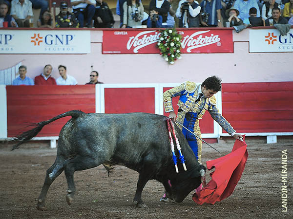 Obediente a la muleta