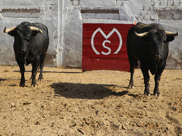 Toros No. 320 y No. 307