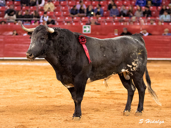 El reserva de Medina Ibarra