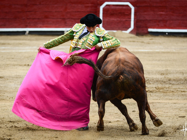 Ajustado en la chicuelina