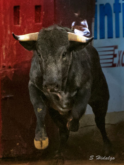 Ganaderia Jorge de Haro