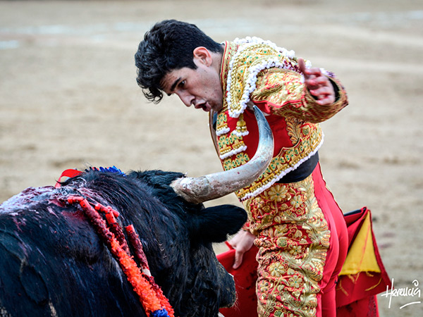 Incitando la embestida