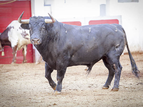 El toro n�mero 16