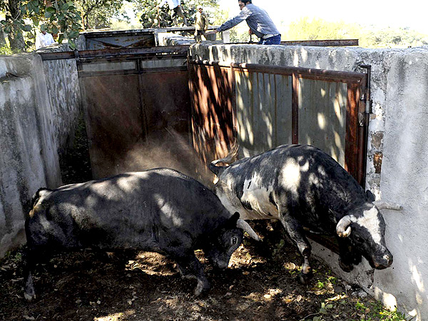 Los toros se calientan f�cilmente